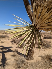 Yucca brevifolia