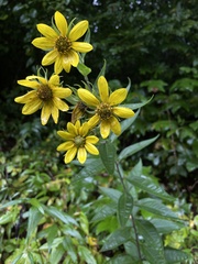 Helianthus