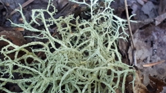 Evernia mesomorpha