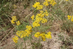 Hymenothrix wislizeni