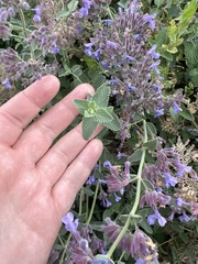 Nepeta