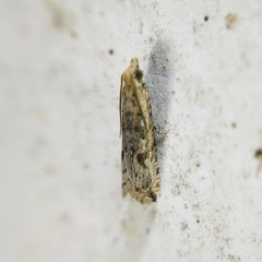 Bactra