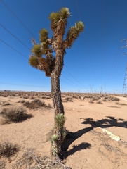 Yucca brevifolia