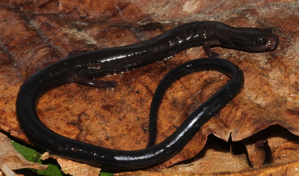 Cusuco Worm Salamander