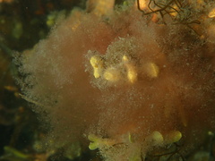 Rhodophyta