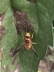 Euodynerus pratensis