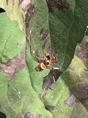 Euodynerus pratensis