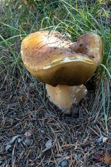 Boletus edulis
