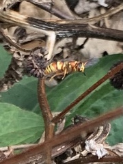 Euodynerus pratensis