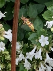 Euodynerus pratensis