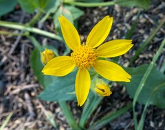 Arnica cordifolia