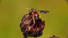 Anthidiellum perplexum