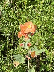 Sphaeralcea ambigua