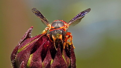 Anthidiellum perplexum