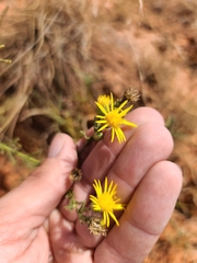 Xanthisma spinulosum