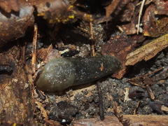 Arion intermedius