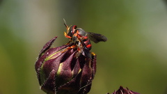 Anthidiellum perplexum