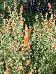 Sphaeralcea ambigua