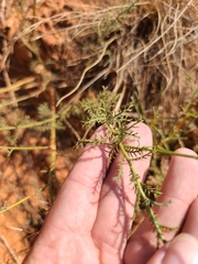 Xanthisma spinulosum