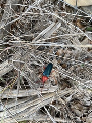 Stenaspis verticalis