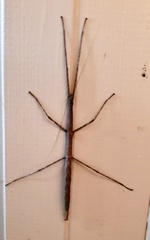 Diapheromera femorata