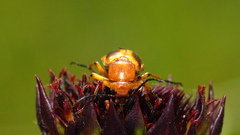 Nemognatha piazata