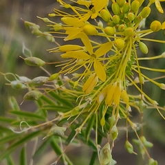 Cleomella plocasperma