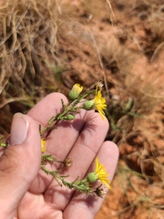Xanthisma spinulosum