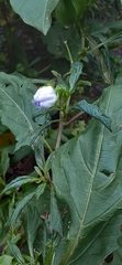 Nicandra physalodes