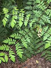 Koelreuteria bipinnata