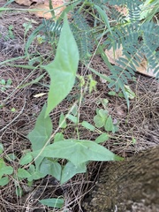 Passiflora suberosa