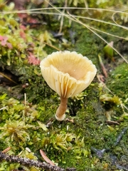 Lichenomphalia