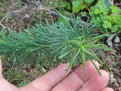Euphorbia cyparissias