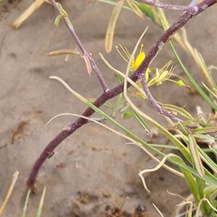 Cleomella plocasperma