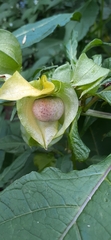 Nicandra physalodes