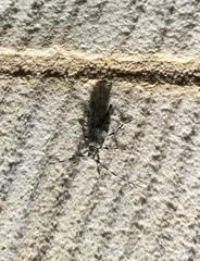 Acanthocinus griseus