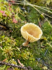 Lichenomphalia