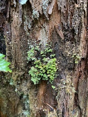 Cladonia ochrochlora