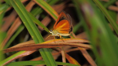 Euphyes dukesi calhouni