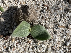 Cucurbita palmata