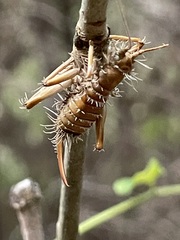 Camptonotus carolinensis