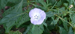 Nicandra physalodes