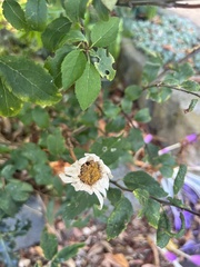 Leucanthemum maximum