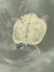 Graptemys ouachitensis