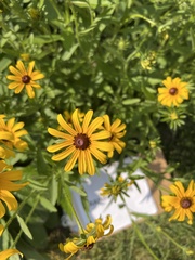 Rudbeckia hirta