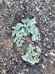 Penstemon centranthifolius