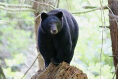 Ursus americanus