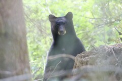 Ursus americanus