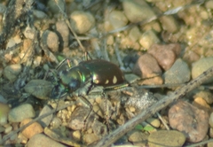 Cicindela scutellaris lecontei