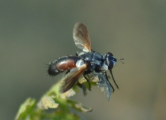 Cylindromyia